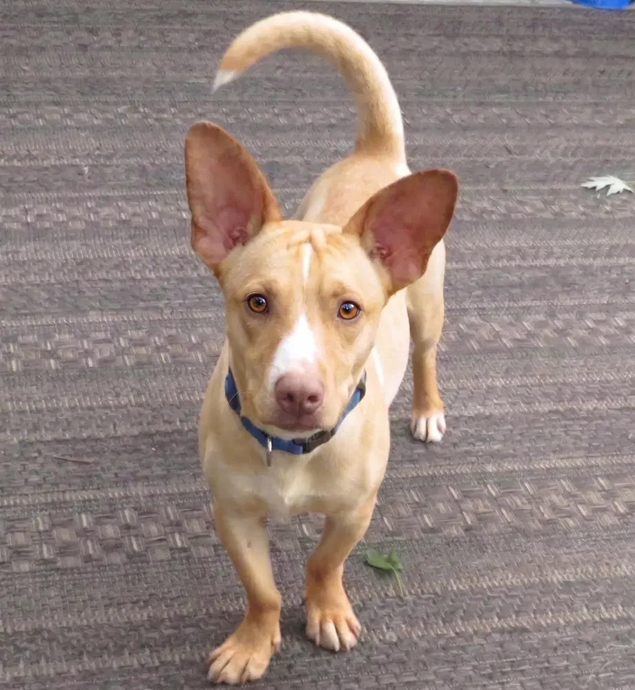 Cody - Jack Russell Terrier