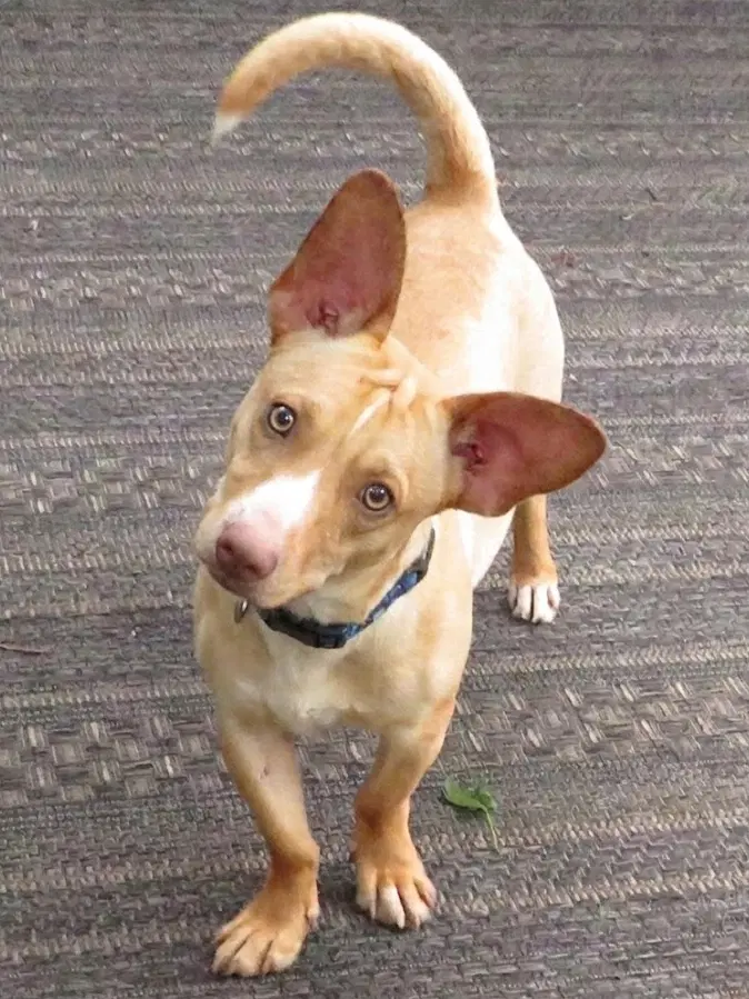 Cody image 3