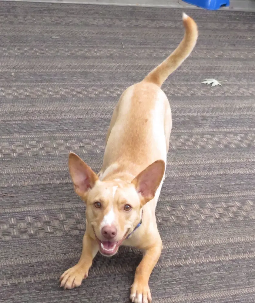Cody image 4