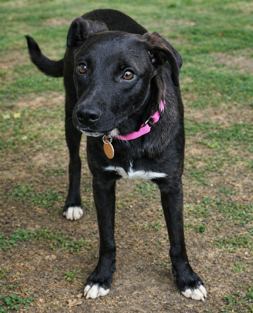 Dolly photo 2