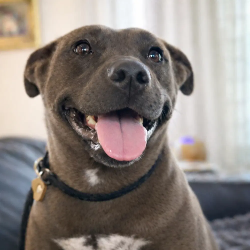 Daisy - Pocket Pitty - Pit Bull Terrier