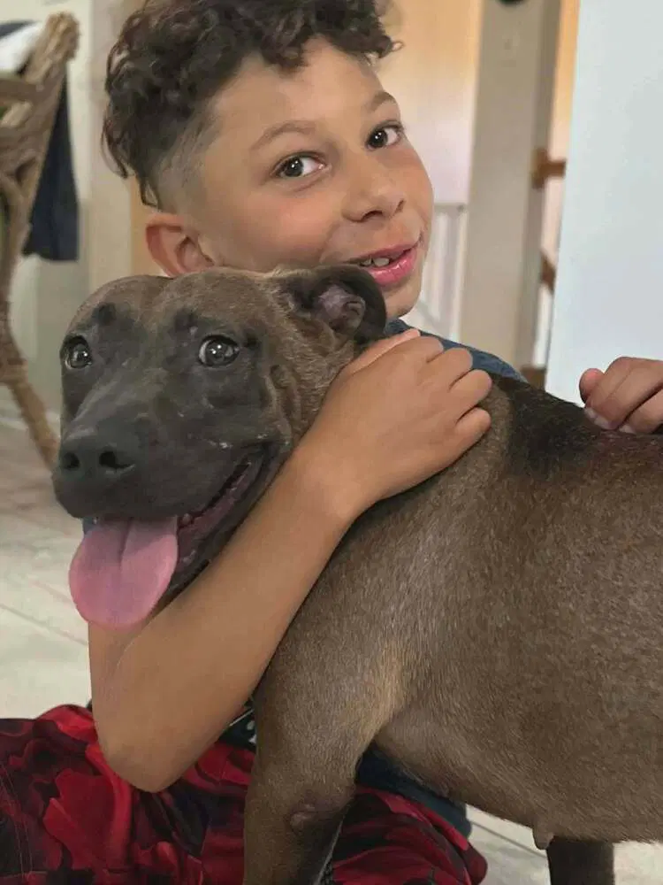 Daisy - Pocket Pitty image 2
