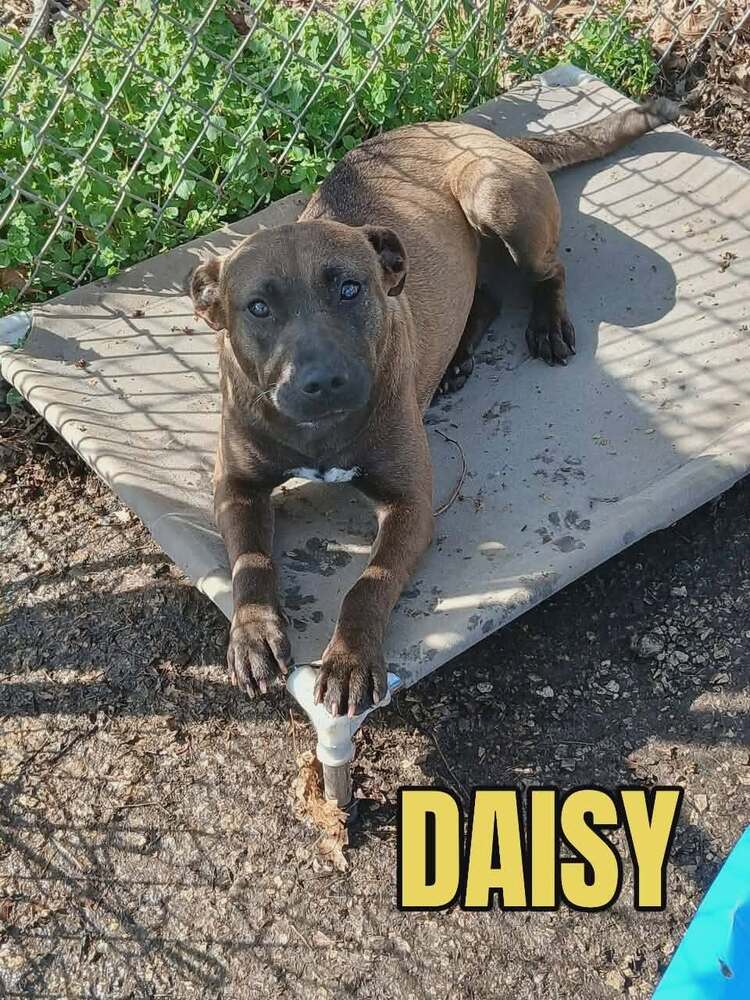 Daisy - Pocket Pitty image 3