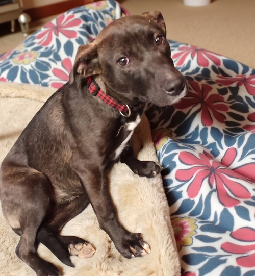 Cookie, an adoptable Labrador Retriever in Grovertown, IN