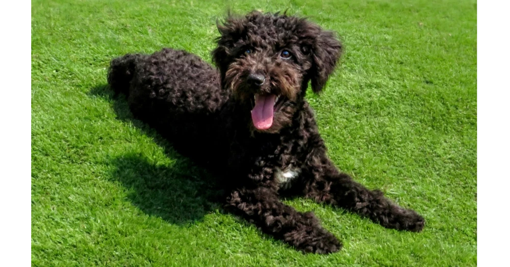 Chester