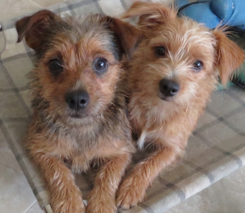 Sweetie and Rosco, an adoptable Yorkshire Terrier Yorkie in Grovertown, IN