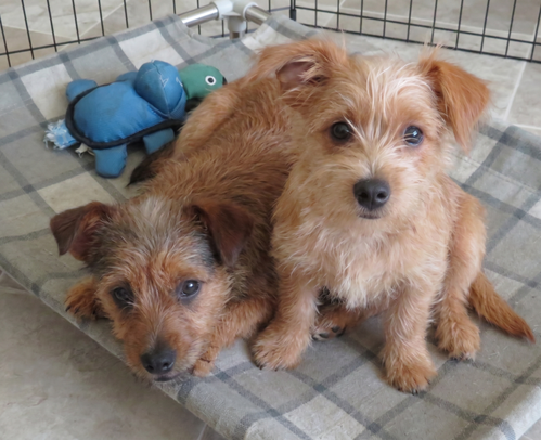 Sweetie And Rosco photo 2