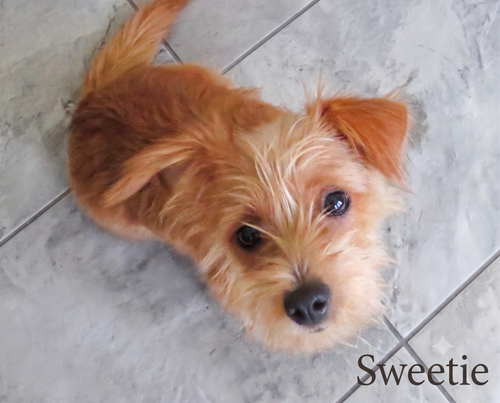 Sweetie And Rosco photo 3