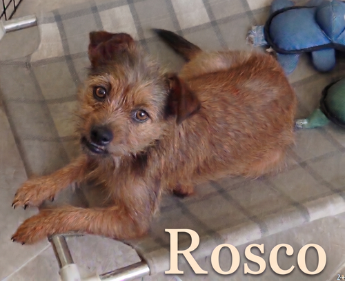 Sweetie And Rosco photo 4