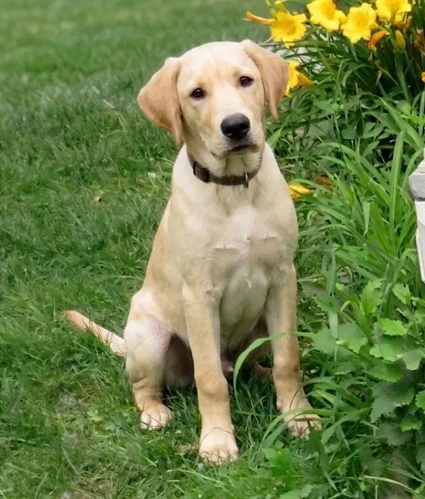 Cooper - Labrador Retriever