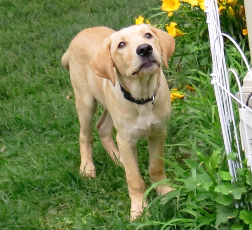 Cooper photo 3