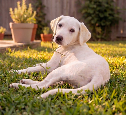 Lilly photo 2