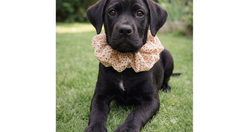 Toby photo 2