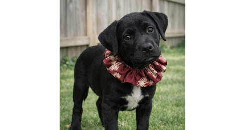Tango