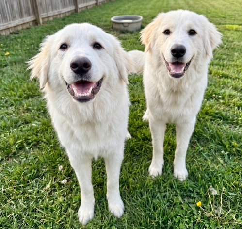 Pearl & Opal Bonded Pair
