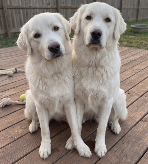 Pearl & Opal Bonded Pair photo 2