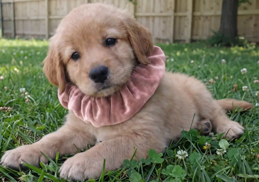 Ginger image 1