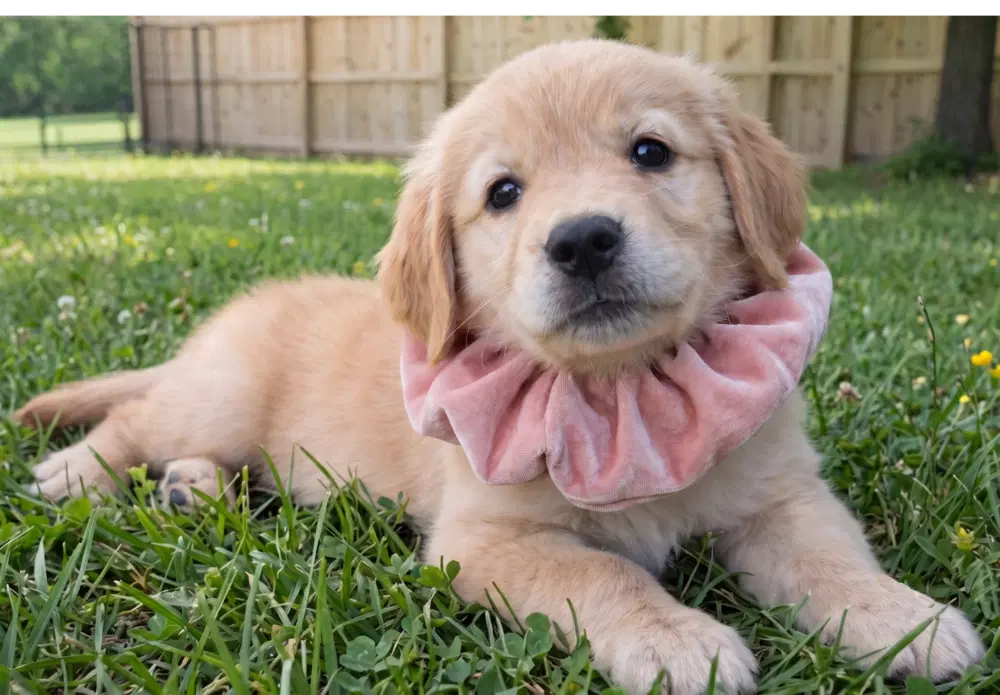 Ginger image 3
