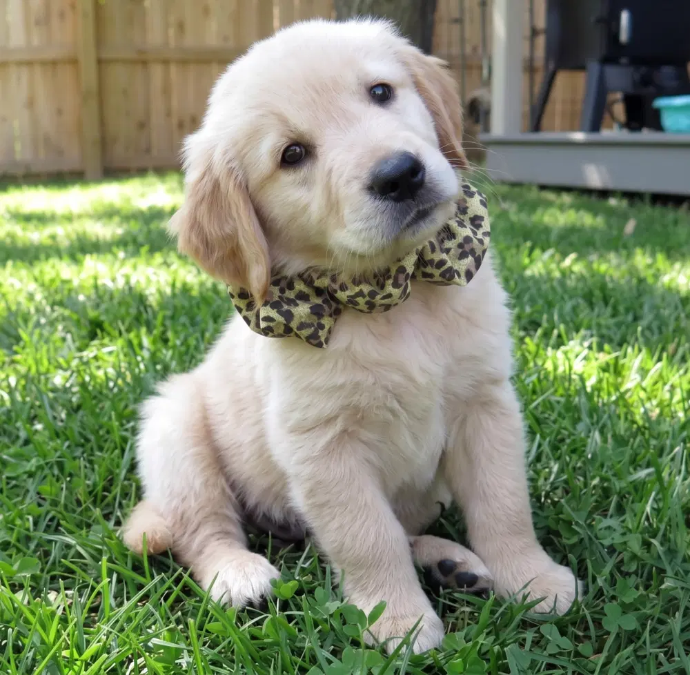 Gabe - Golden Retriever