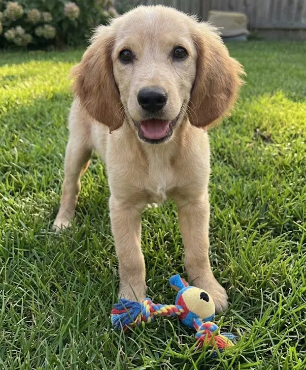 Lola - Goldendoodle