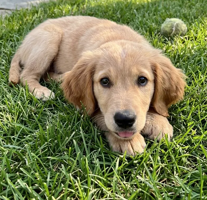 Lola image 4