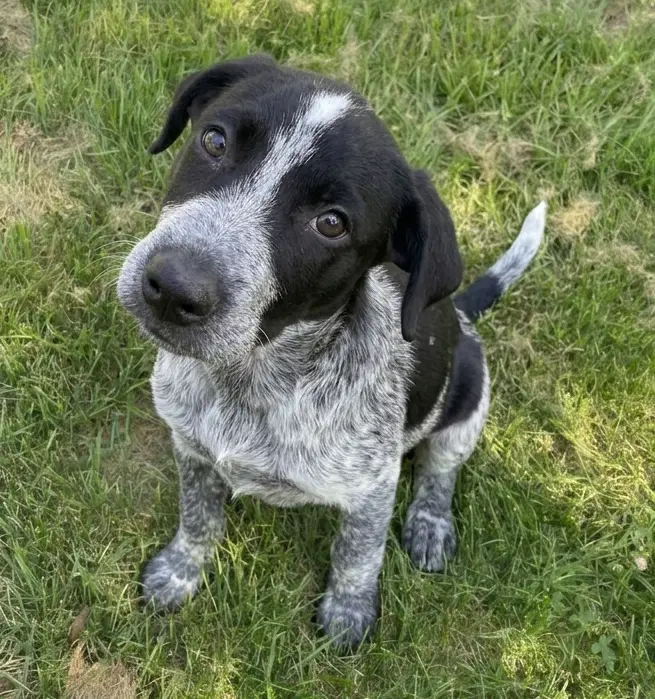 Auggie - German Shorthaired Pointer