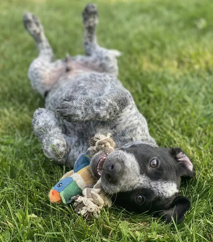 Auggie image 2