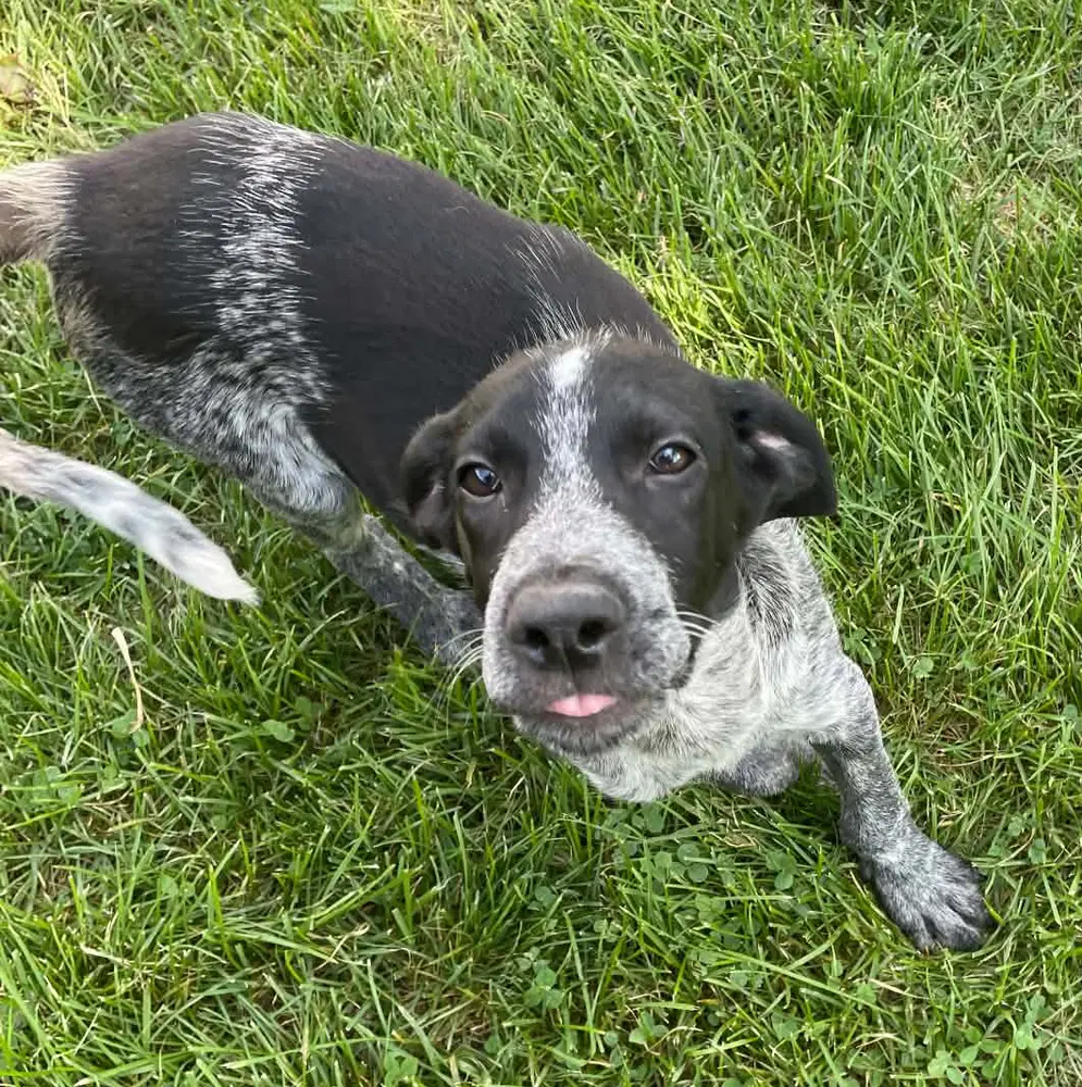 Auggie image 3