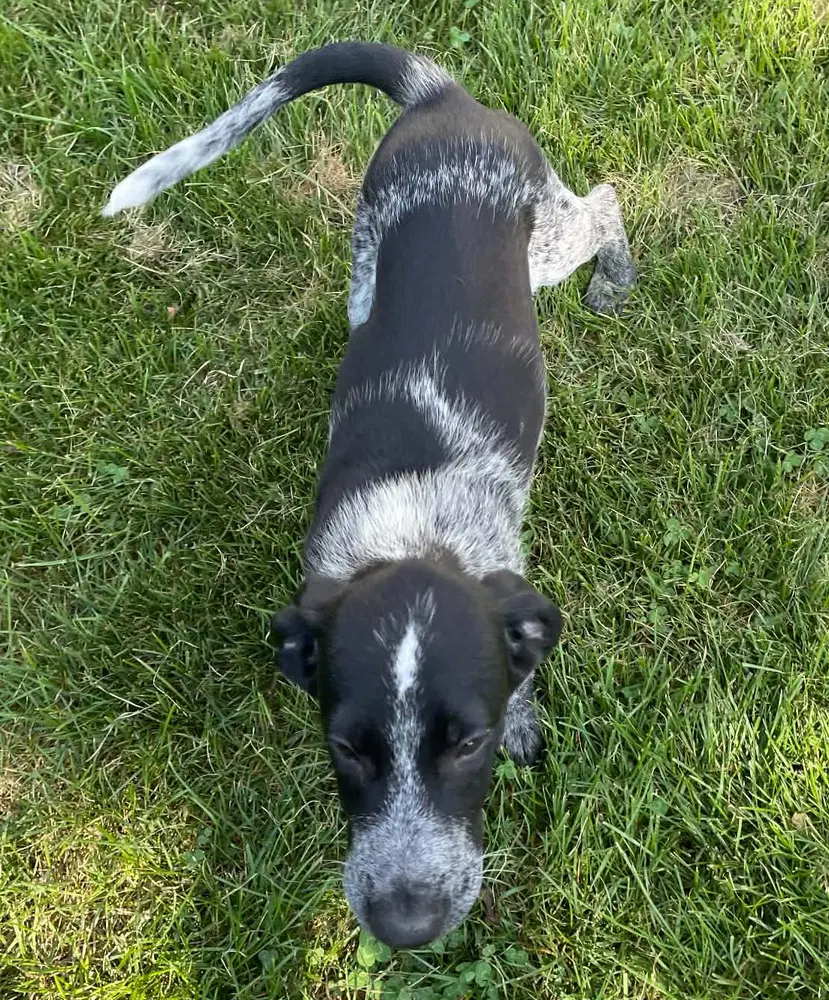 Auggie image 4