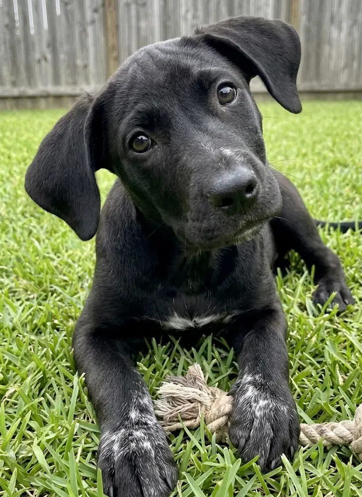 Phoebe - Labrador Retriever