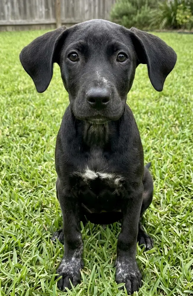 Phoebe image 2