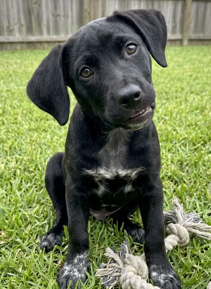 Phoebe image 3