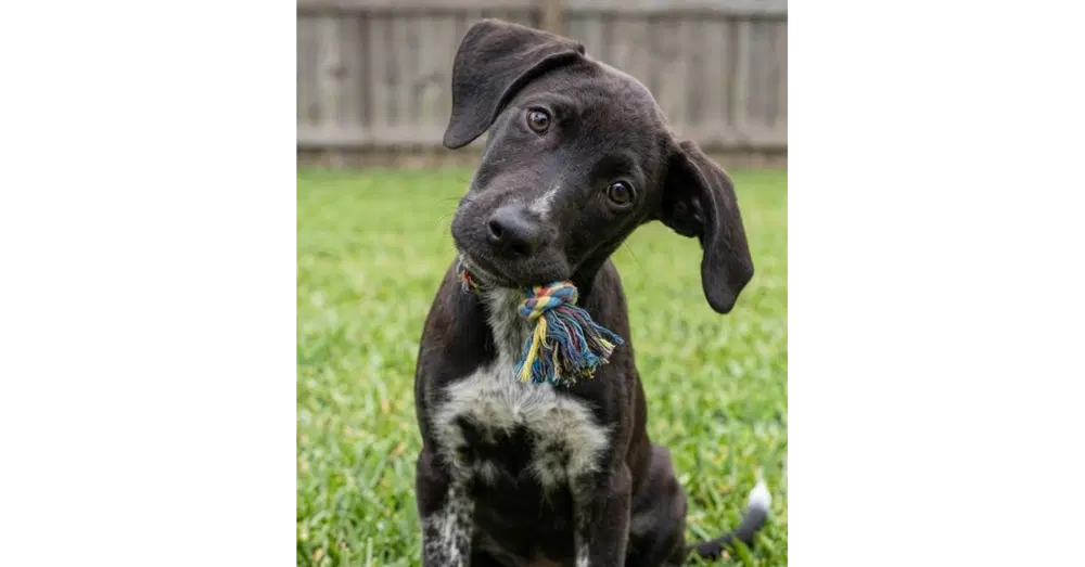 Fabio - Labrador Retriever