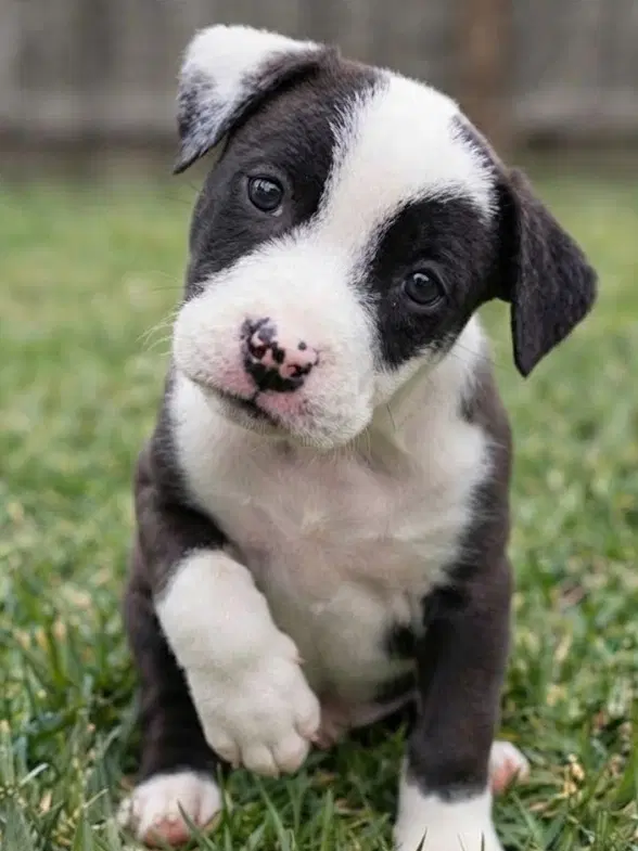 Mochi - Border Collie