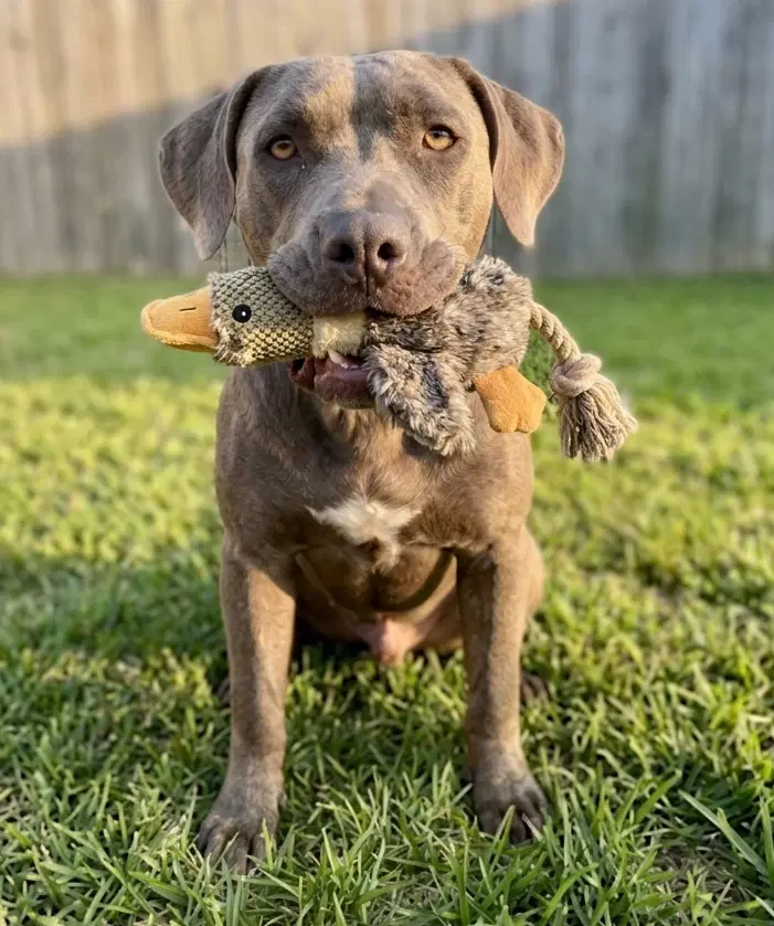 Otis - Labrador Retriever