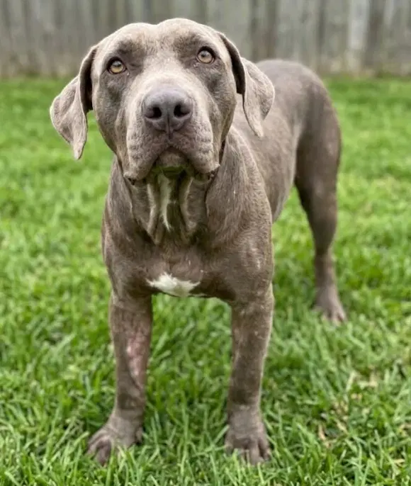Otis image 3