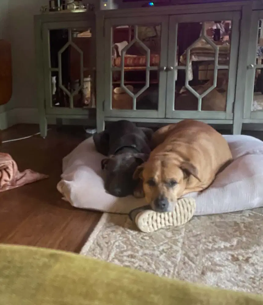 Otis image 4