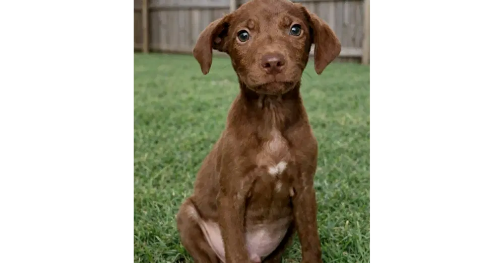 Presley image 1