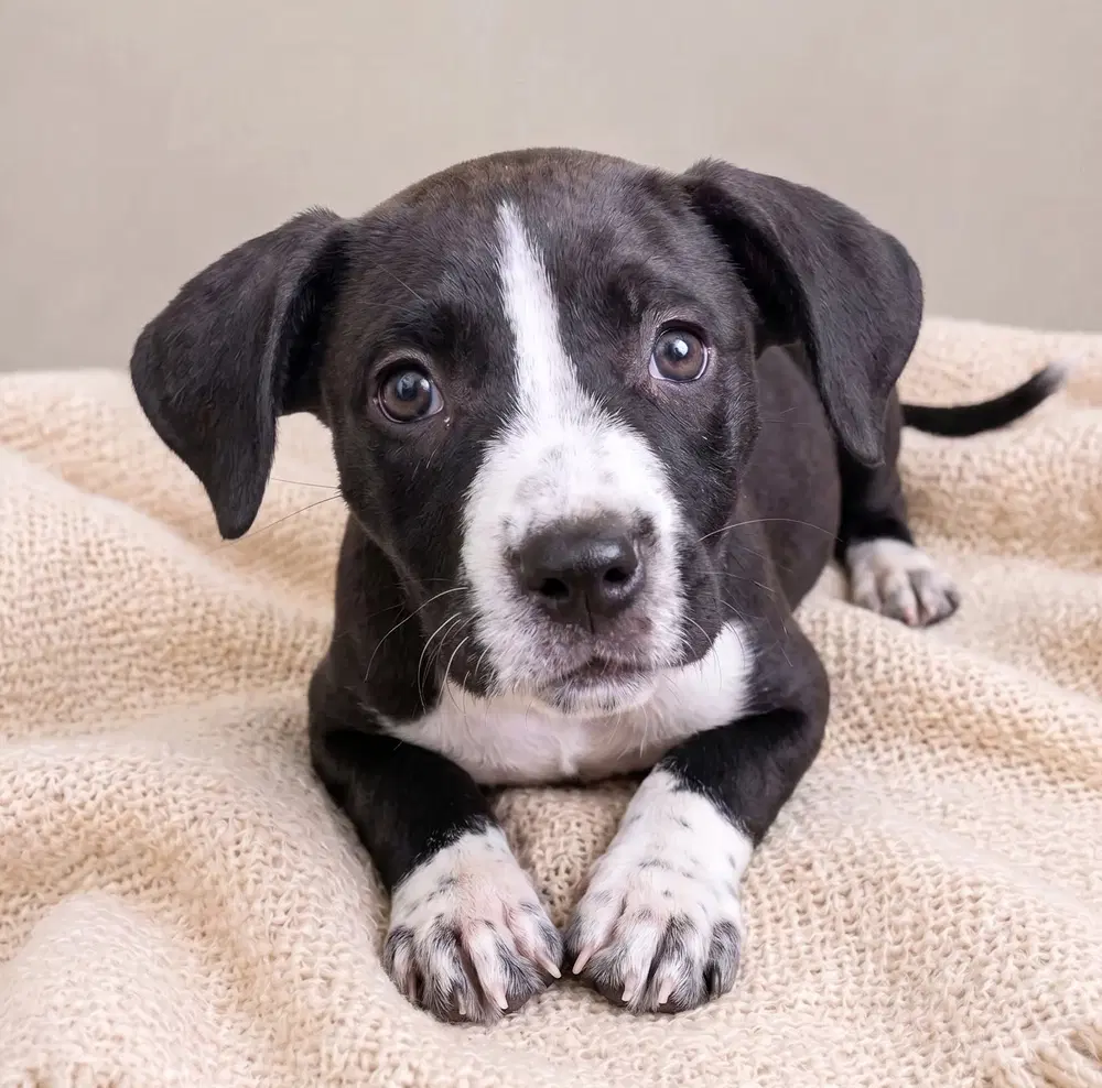 Tot - Boston Terrier