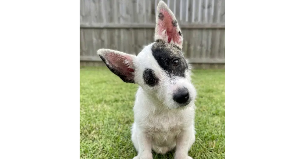 Tula - Jack Russell Terrier