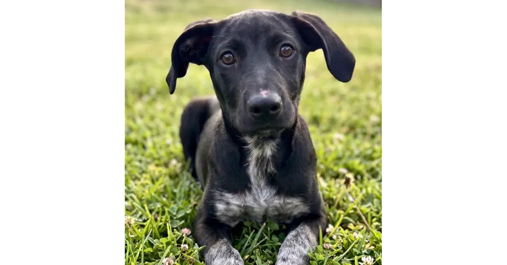 Bella - Sponsored - Reduced Adoption Fee - Labrador Retriever