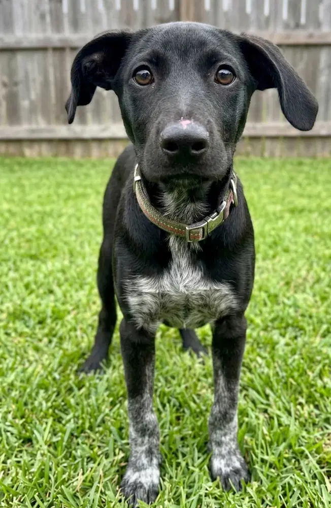 Bella - Sponsored - Reduced Adoption Fee image 2