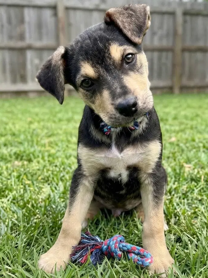 Opie - Sponsored Reduced Adoption Fee image 1