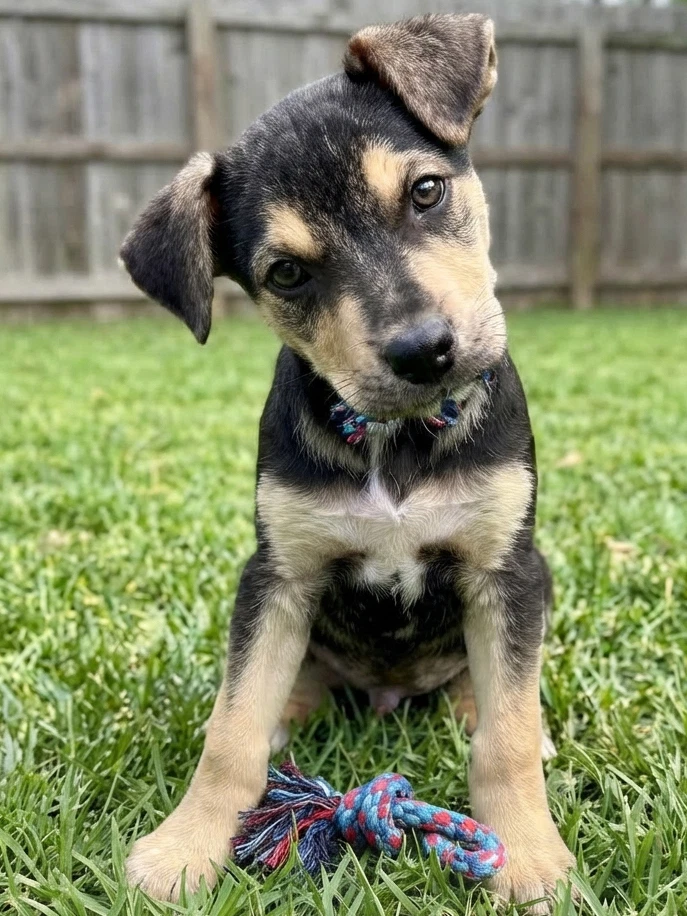 Opie - Sponsored Reduced Adoption Fee