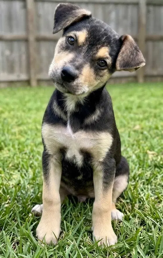 Opie - Sponsored Reduced Adoption Fee image 2