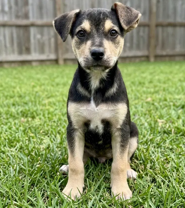 Opie - Sponsored Reduced Adoption Fee image 3