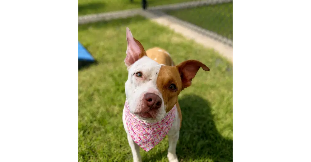 Ruby - Pit Bull Terrier