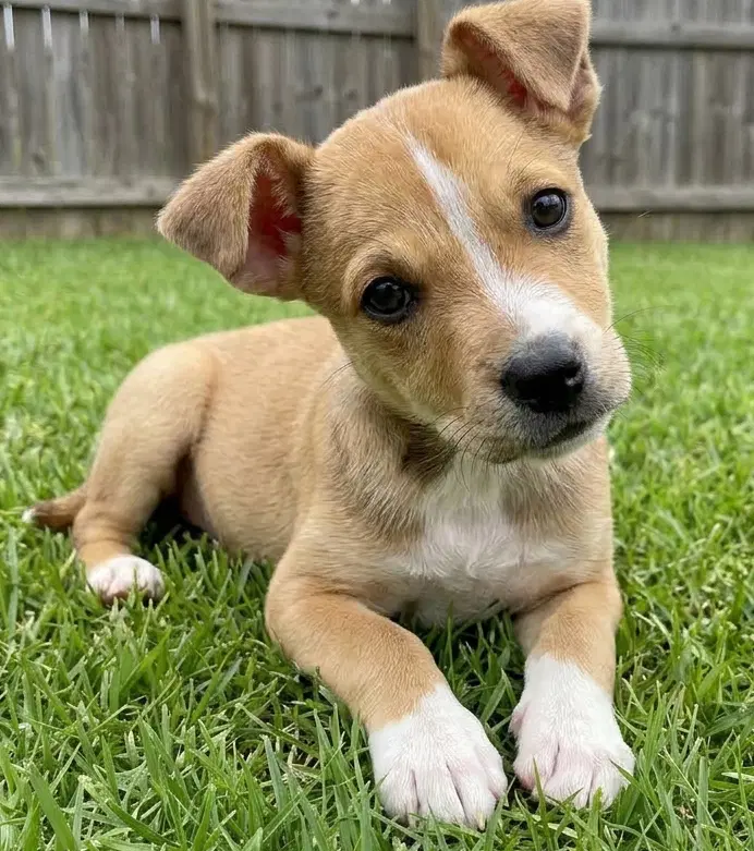 Willow - Sponsored Reduced Adoption Fee - Mountain Cur