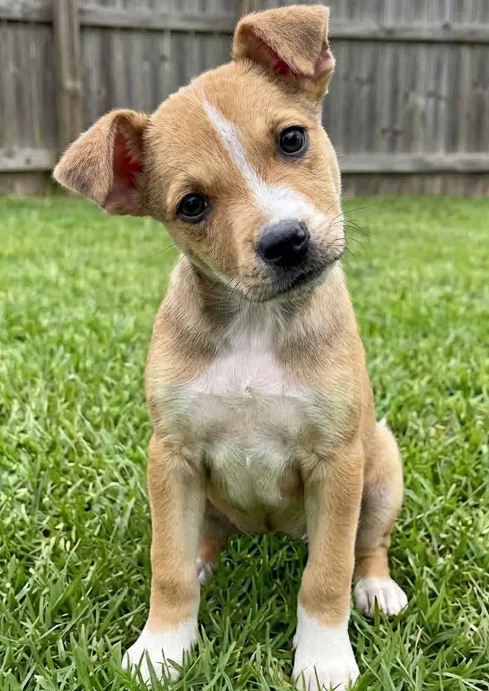 Willow - Sponsored Reduced Adoption Fee image 2