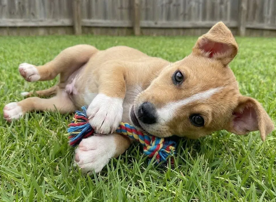Willow - Sponsored Reduced Adoption Fee image 3